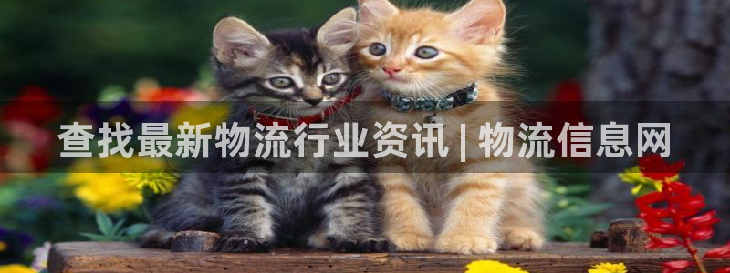 28圈注册流程